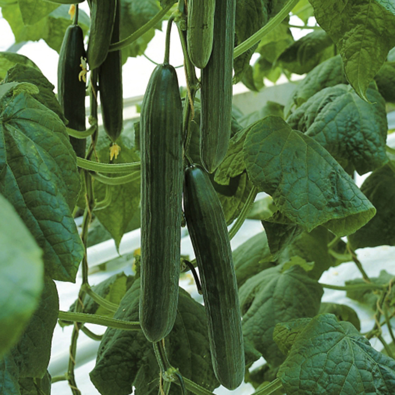 euphya_cucumber_800x800