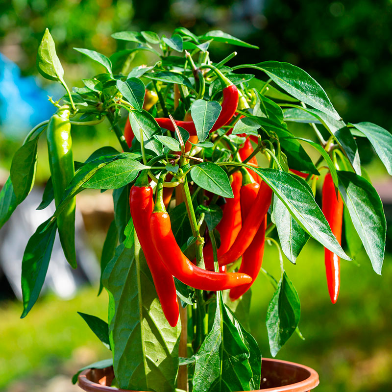 Long-Slim-Cayenne