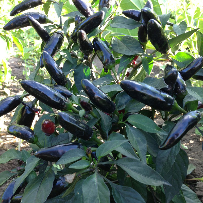 pot-black