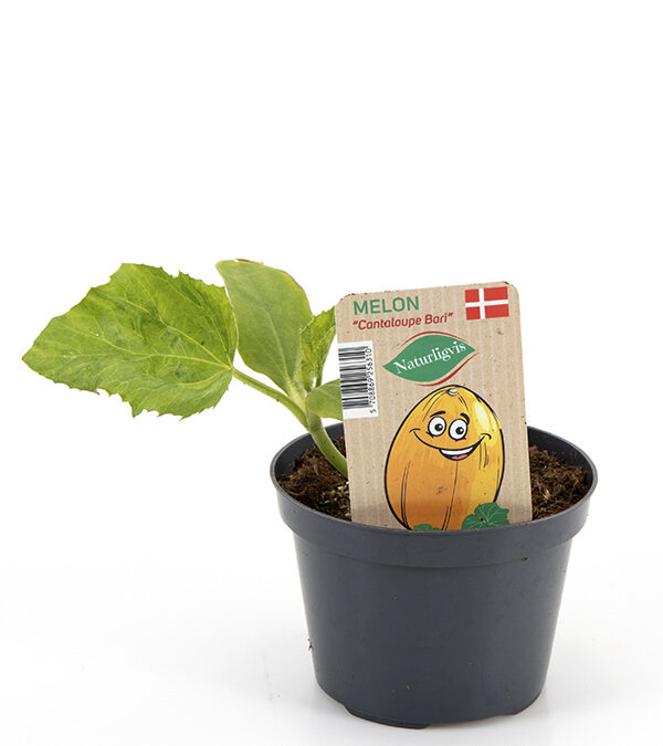 Cantaloupe