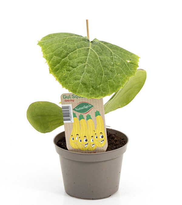 Sebring Gul Squash